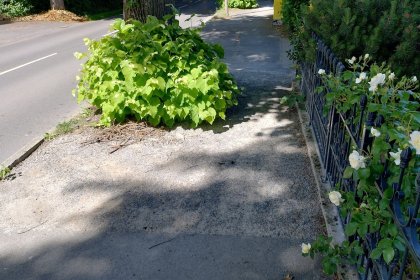 biologisch gebundene Beläge
